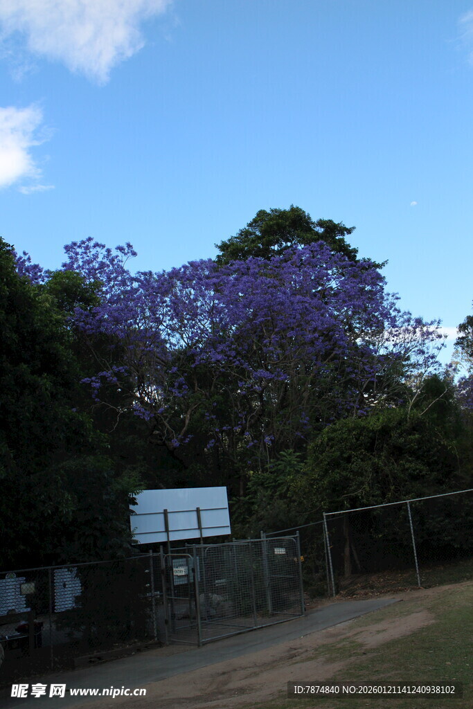 蓝花楹下的户外篮球场景