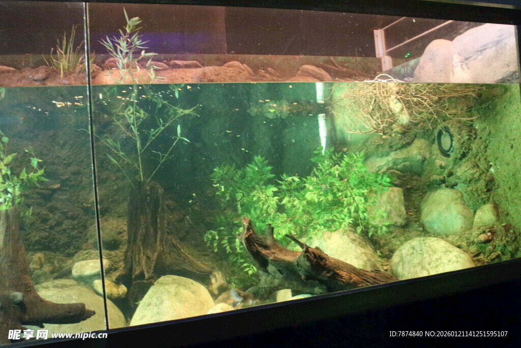 精致水草鱼缸景观