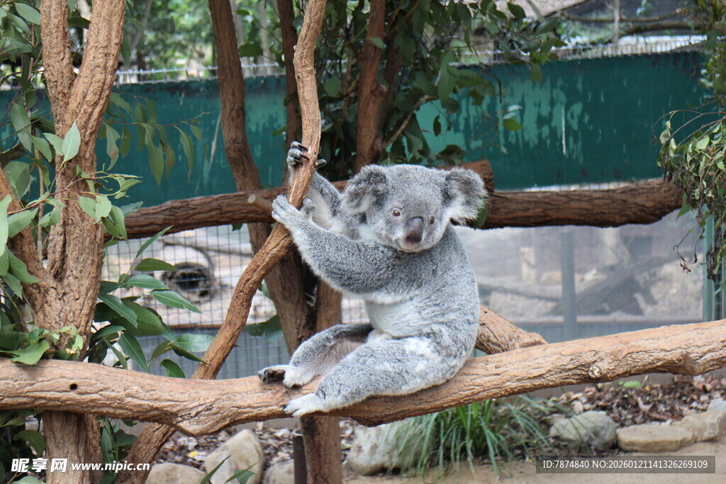 考拉悠闲坐枝头