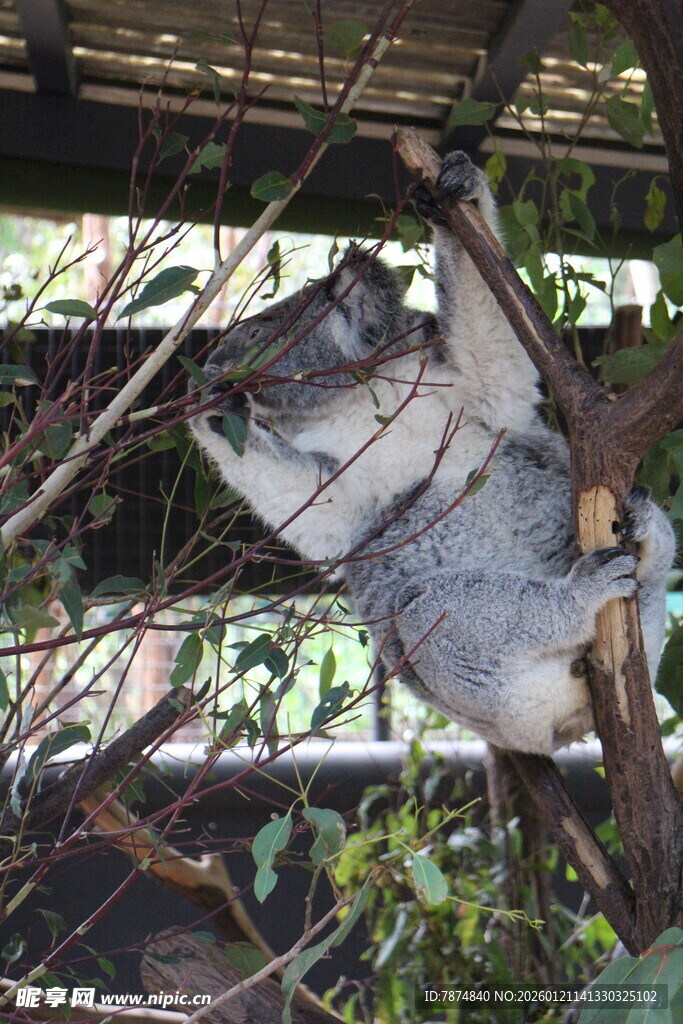 树上休憩的考拉