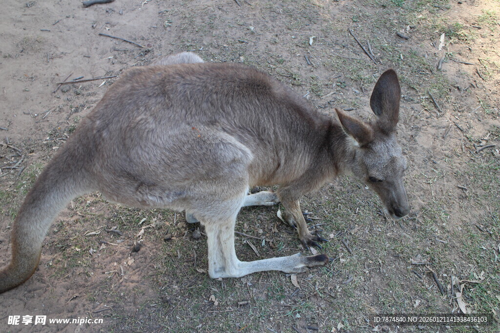 野外蹲坐的袋鼠