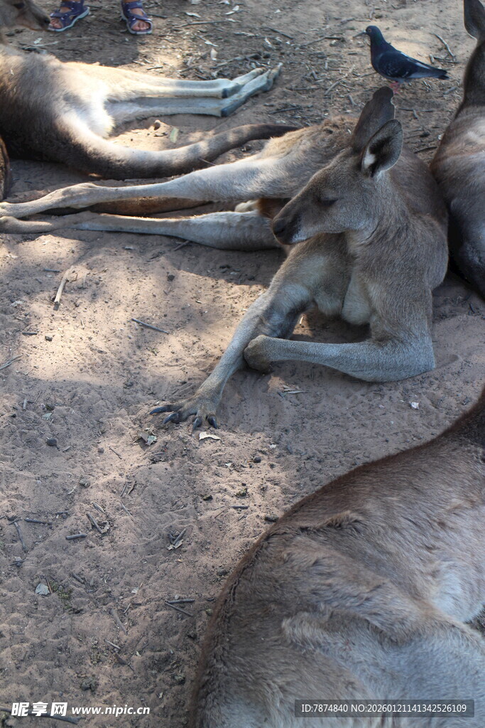 袋鼠悠闲躺地休憩