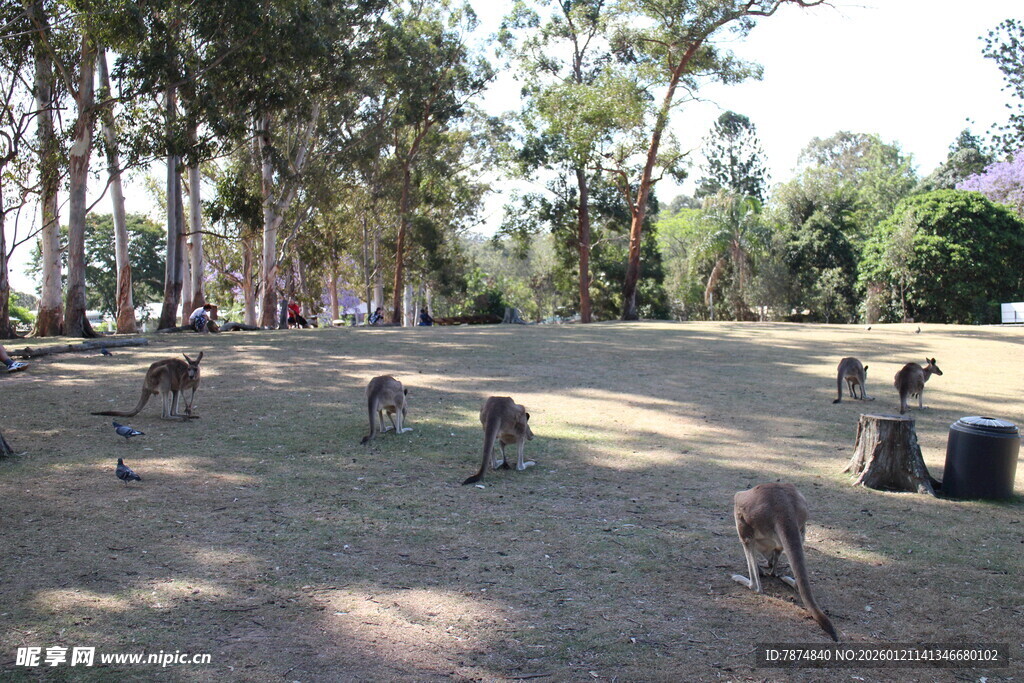 户外草地的猴子群