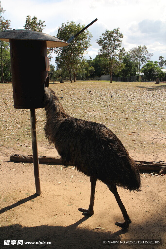 鸸鹋靠近喂食器