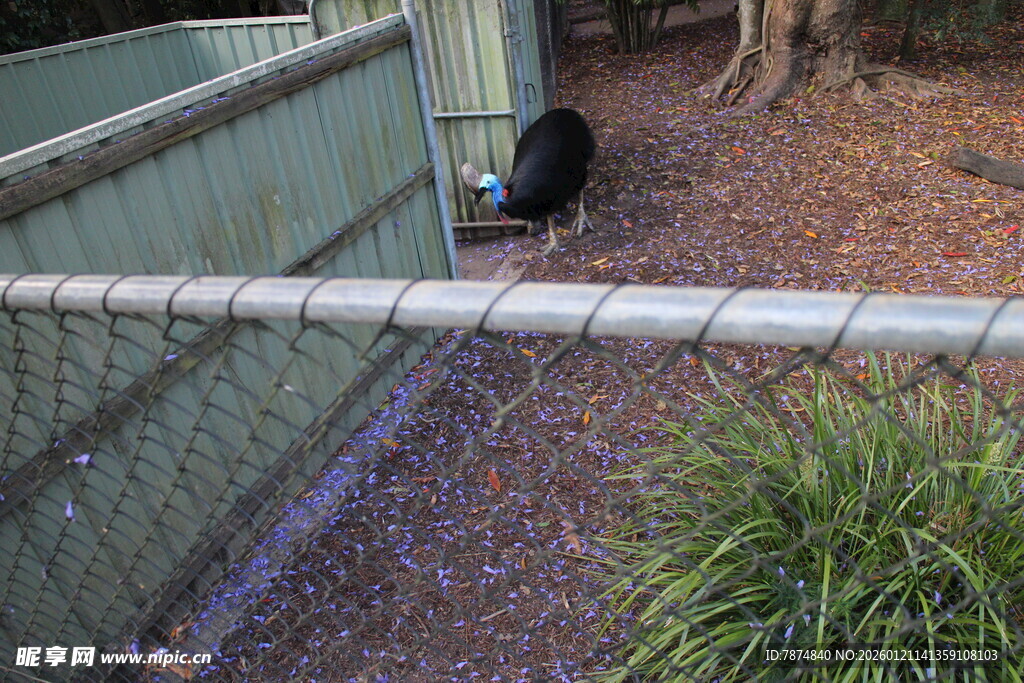围栏内的动物与绿植景观