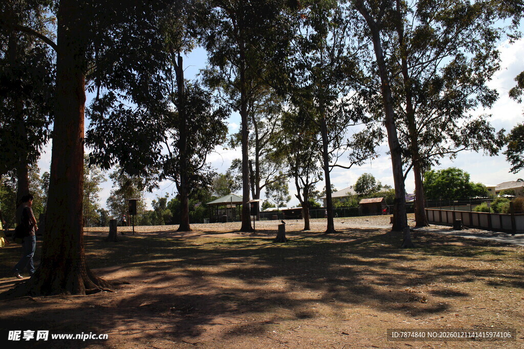 林间光影斑驳的静谧场景