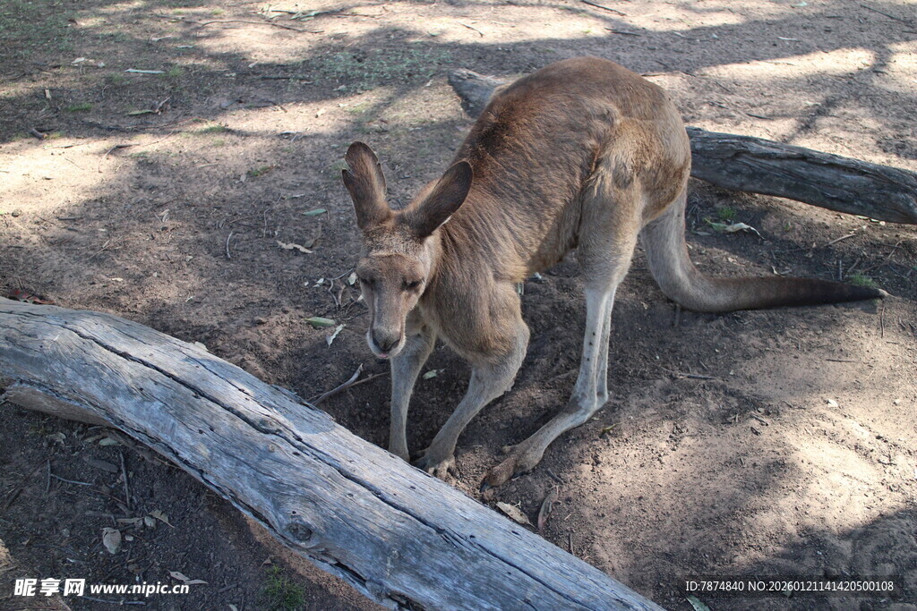野外觅食的袋鼠