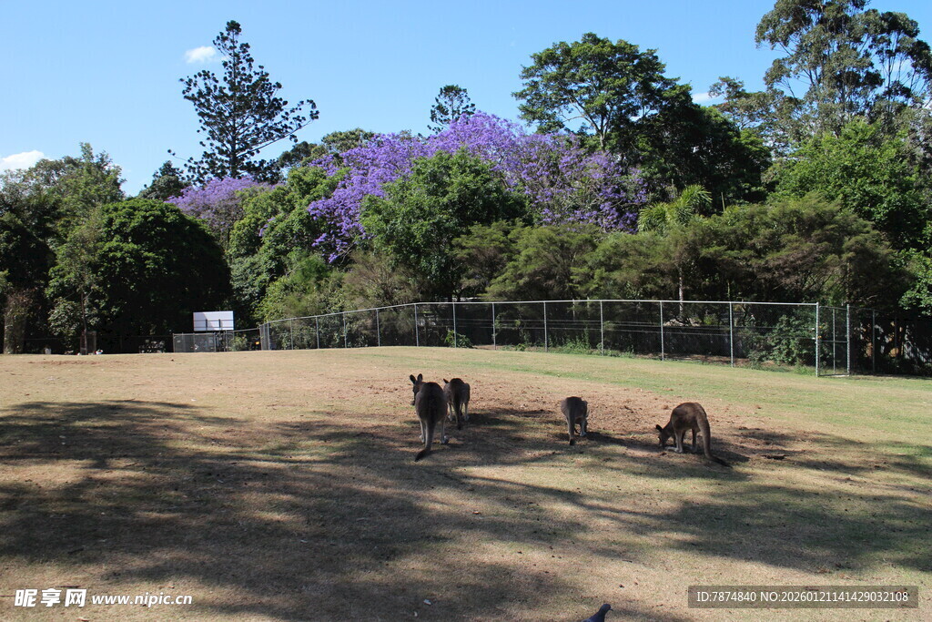 公园草地的悠闲宠物时光