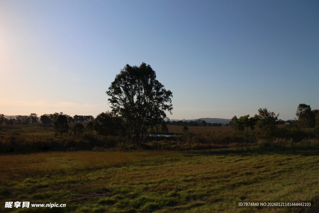 田野孤树 静谧黄昏景致