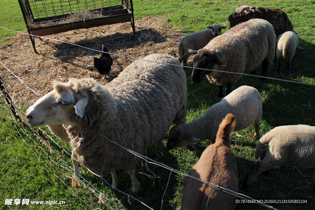 草地上的羊群