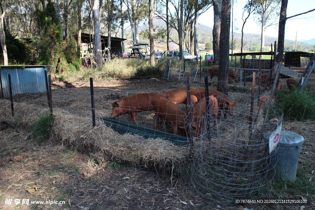 围栏内休憩的牛群