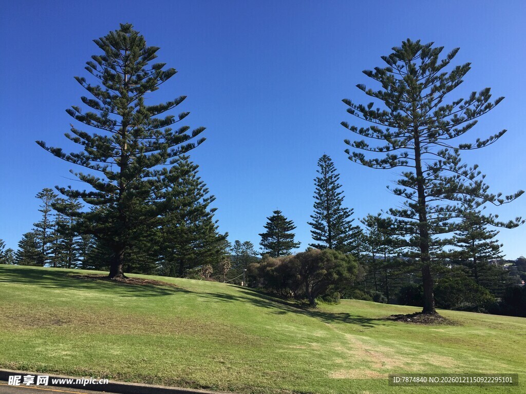 蓝天绿地间的挺拔松树