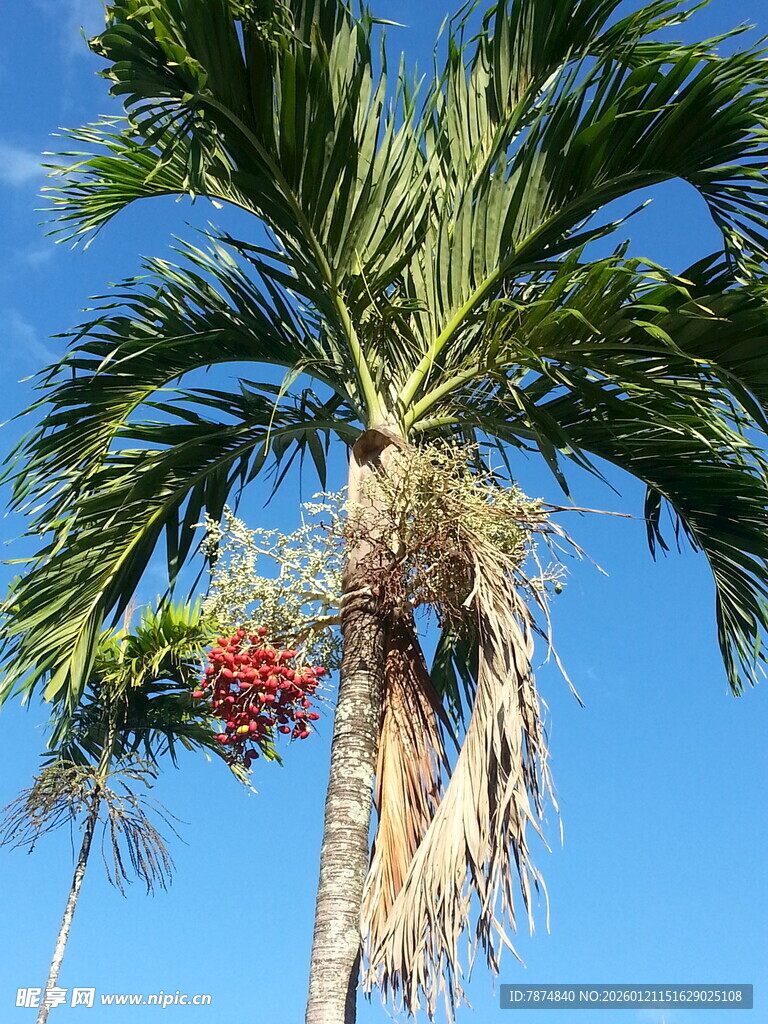 蓝天映衬下的硕果累累棕榈树