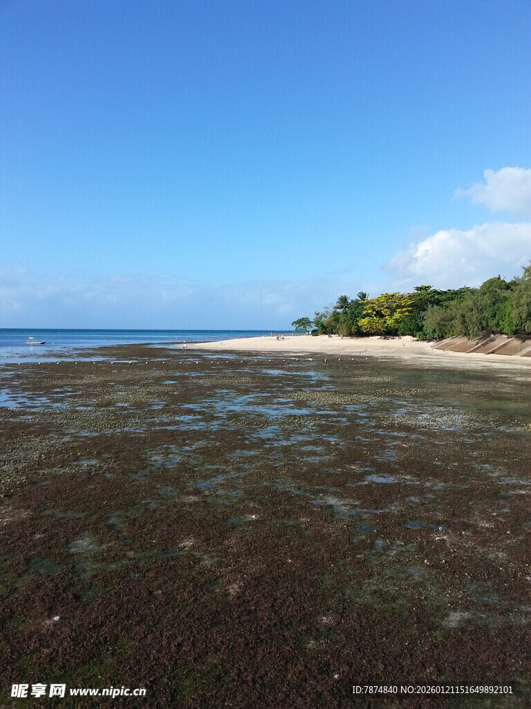 美丽海滨风光 浅滩与绿树