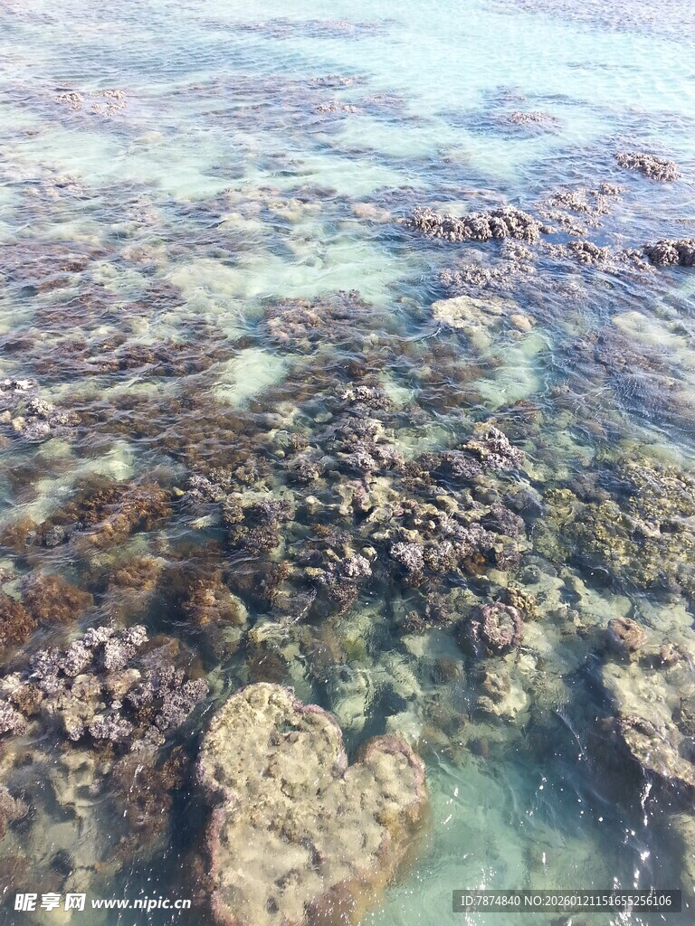 清澈海下的多彩珊瑚礁