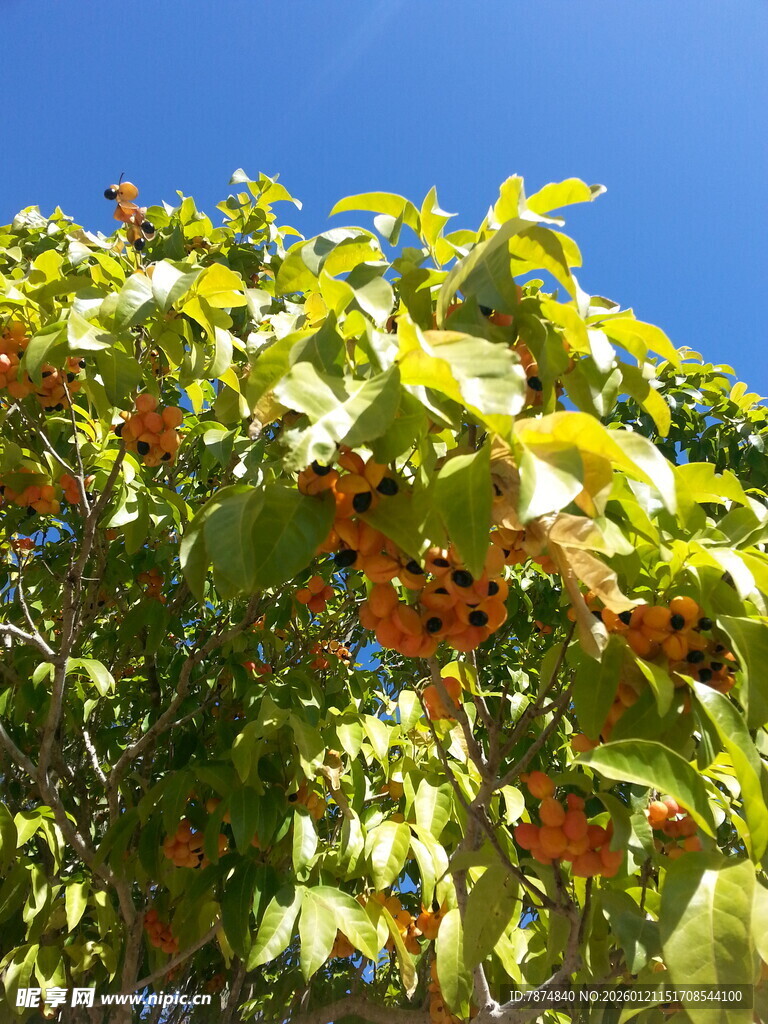 枝头硕果累累的繁茂景象