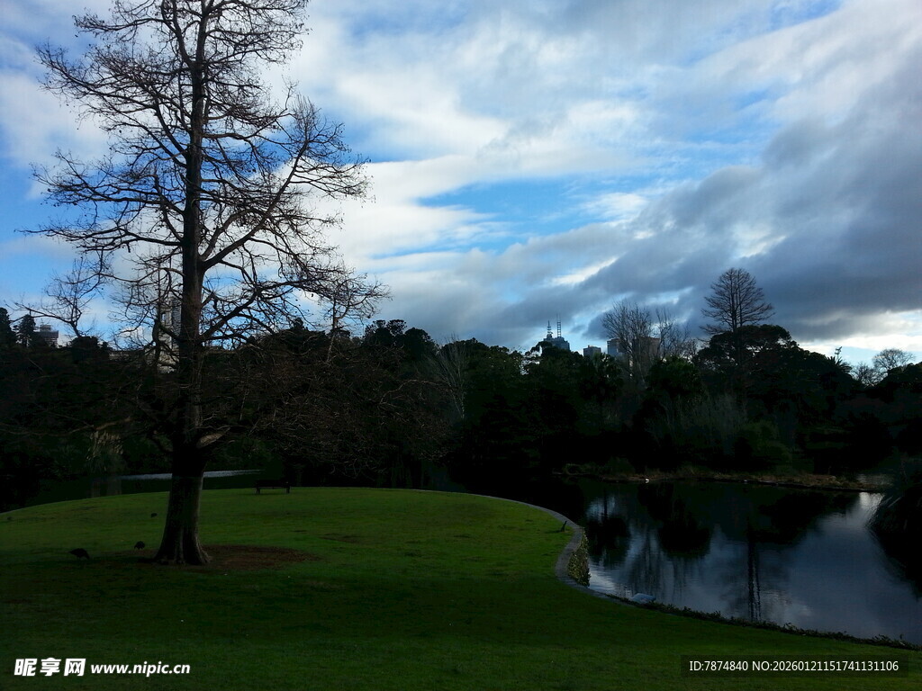 湖畔草地孤树风景图