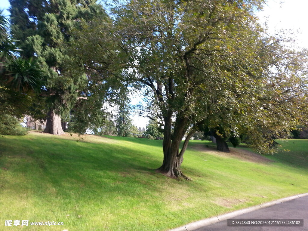 路边绿树成荫的清新景致