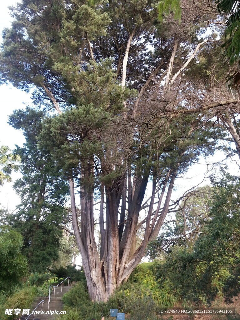 高大繁茂的奇特树木景观