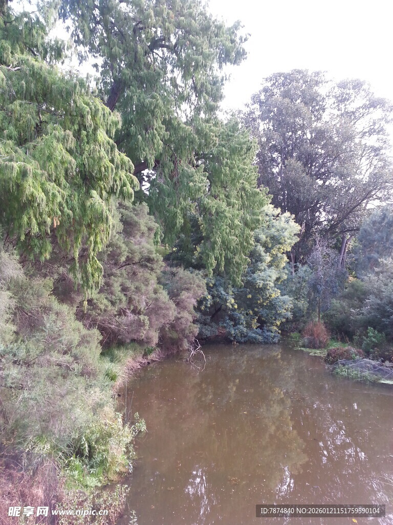 林间静谧小河景观