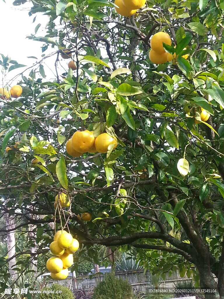 树上挂满金黄饱满的柠檬