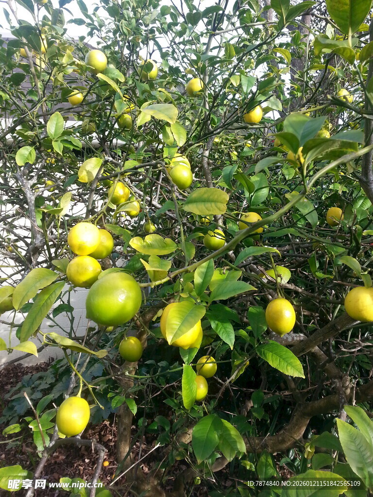 挂满果实的繁茂柠檬树