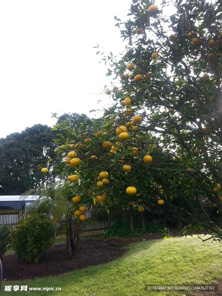 阳光下的繁茂黄花绿植