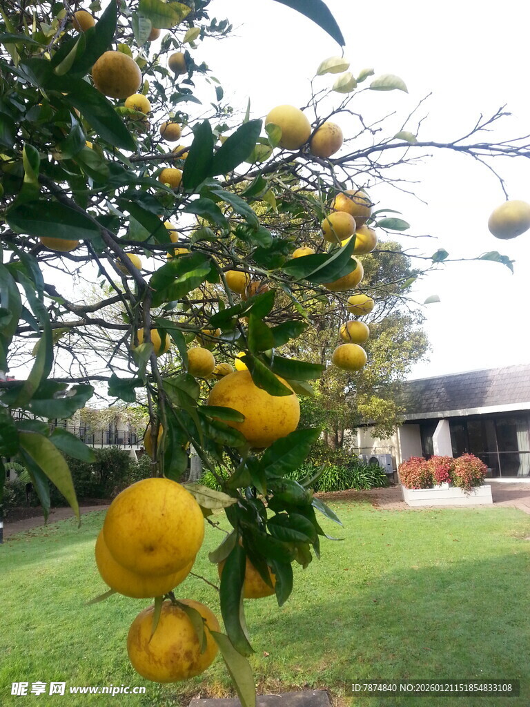 树上挂满金黄饱满的柠檬