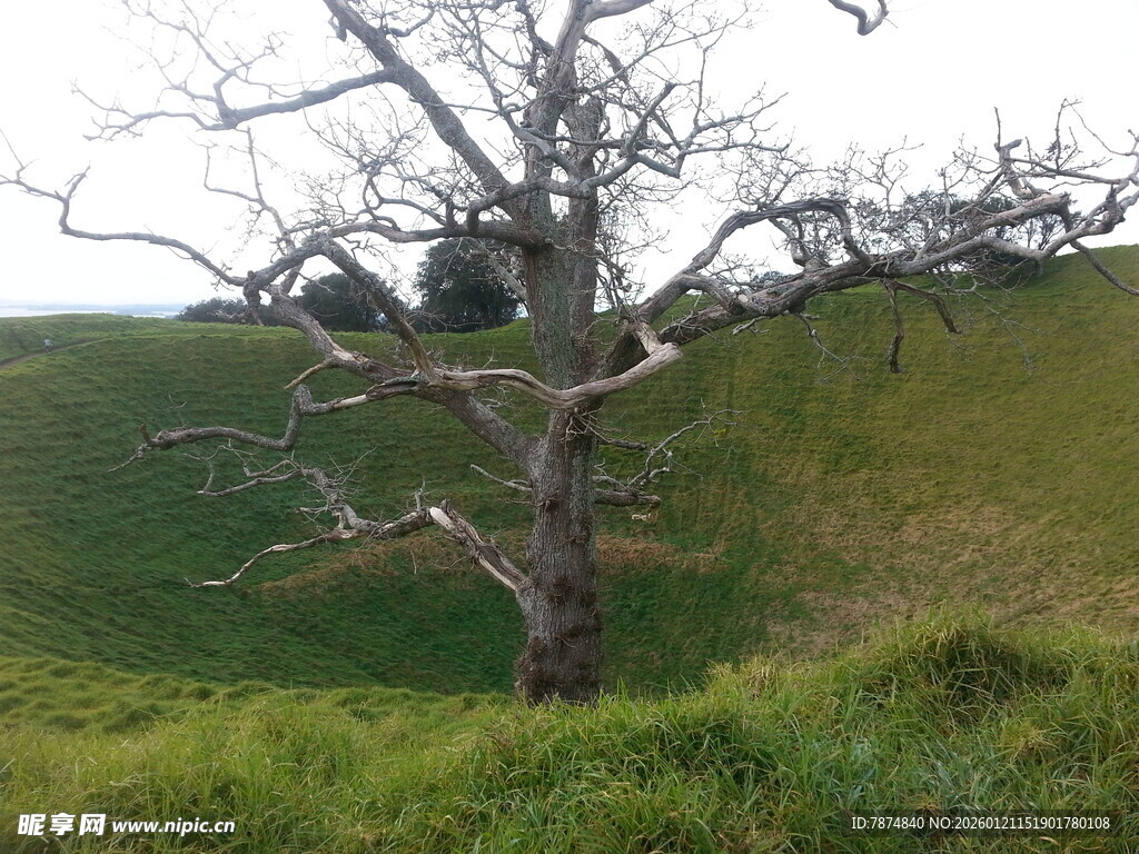 孤树挺立在葱郁草地间