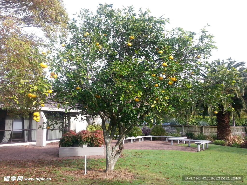庭院中的果树与休闲区域