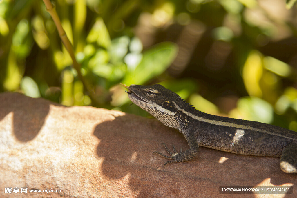 岩石上的蜥蜴