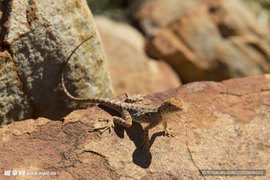 岩石上的蜥蜴