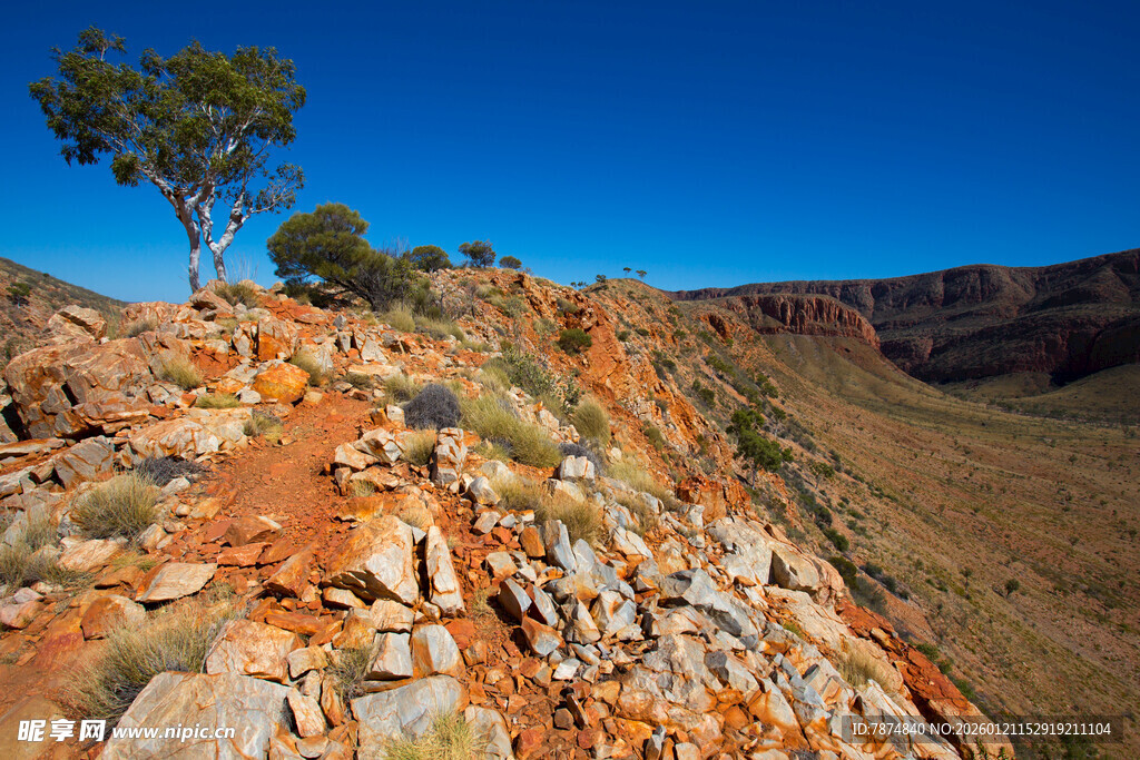 壮丽红岩峭壁上的孤树