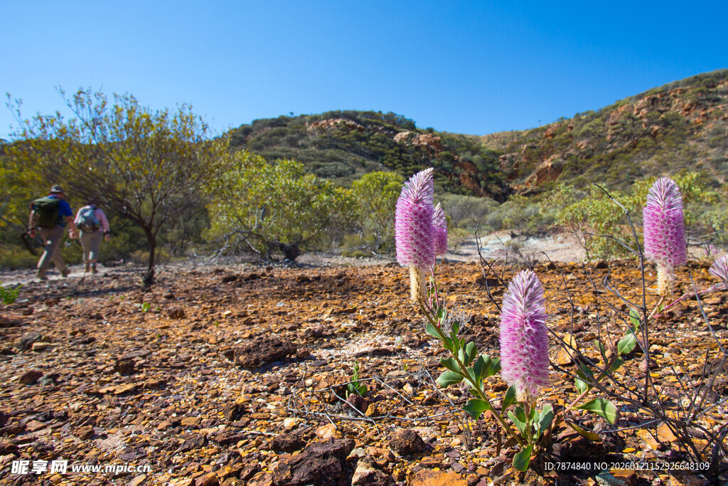 野外绽放的紫色奇异花朵
