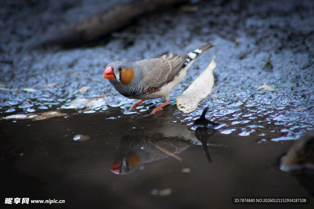 灰头鹧鸪在水边饮水