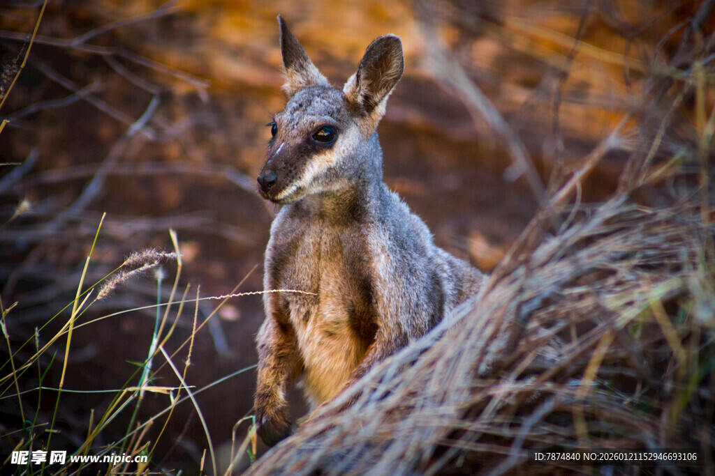 野外站立的袋鼠