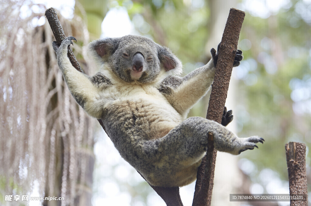 考拉挂在树枝上玩耍
