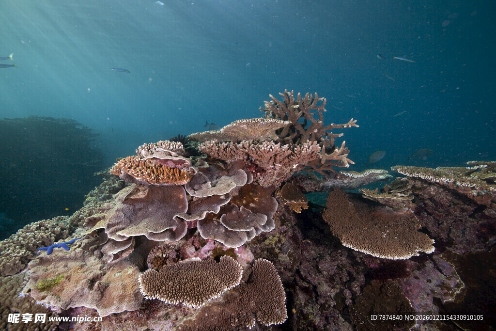 海底多彩珊瑚景观