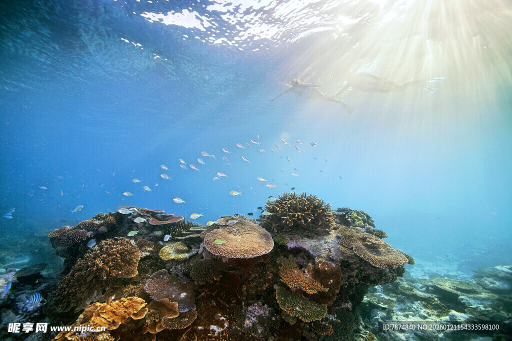 阳光照耀下的海底珊瑚世界