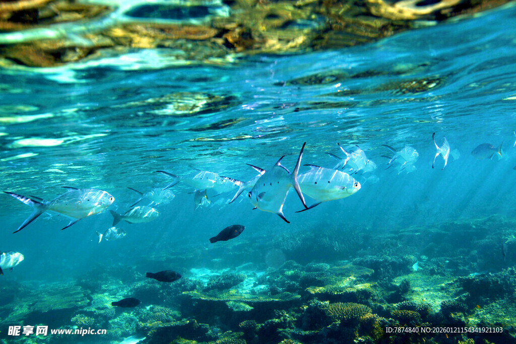 清澈海水中游动的小鱼