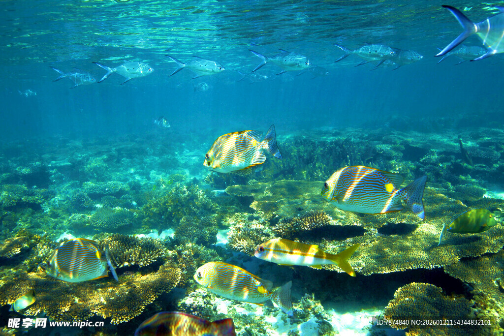 海底斑斓鱼群与珊瑚景观