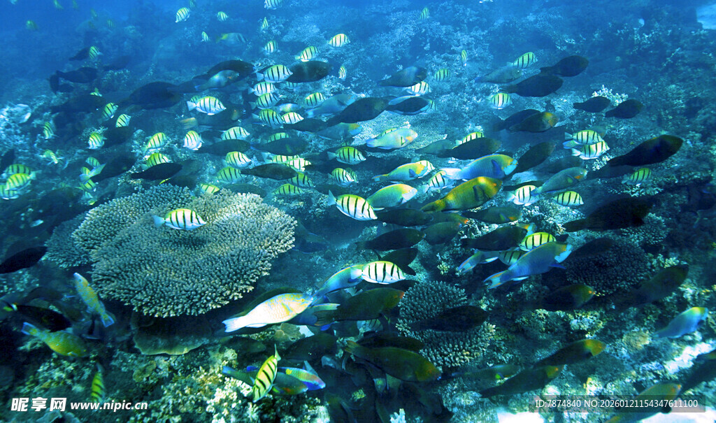 海底多彩珊瑚与游动鱼群