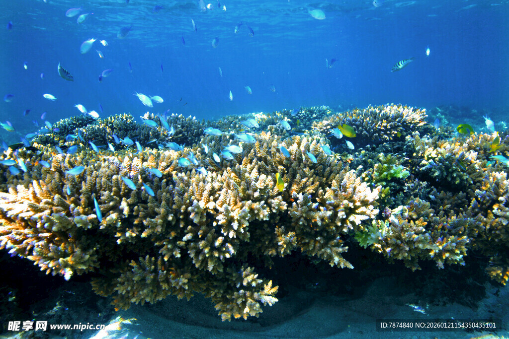 海底多彩珊瑚礁景观