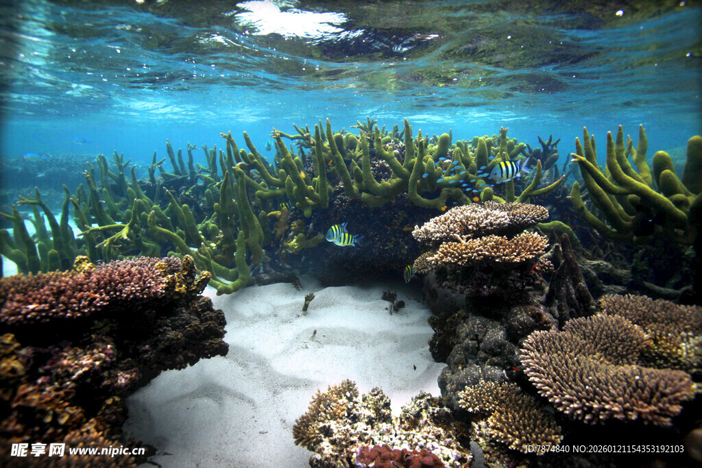 海底珊瑚礁景观