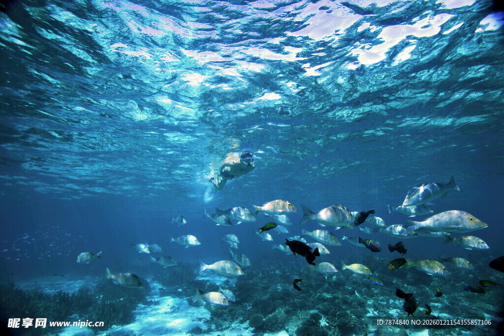 海底鱼群畅游美景