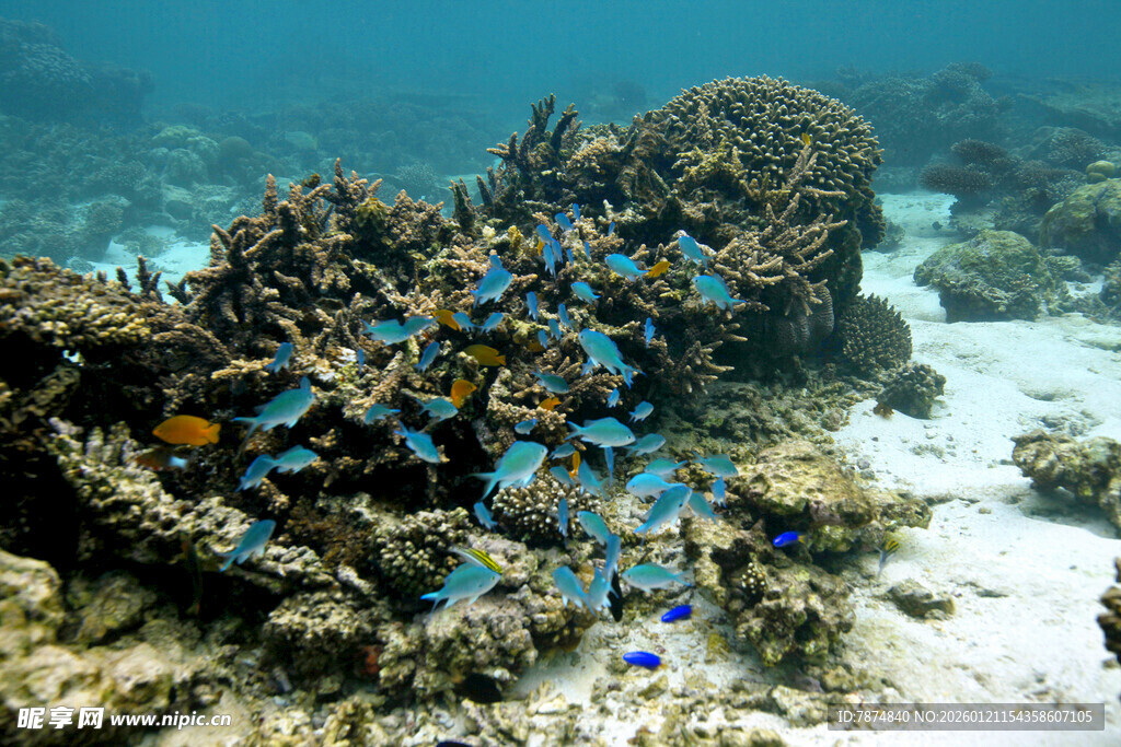 海底珊瑚旁的多彩小鱼