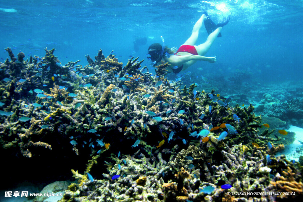 海底潜水探索多彩珊瑚