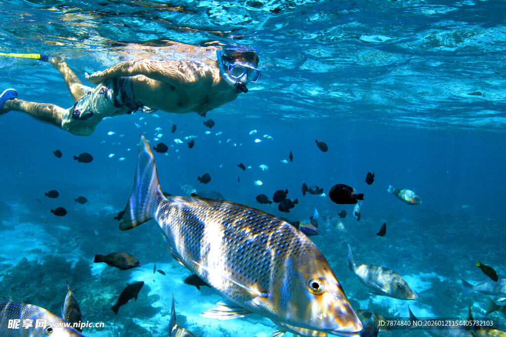 水下潜水员与缤纷鱼类
