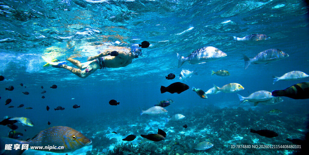 海底潜水与多彩鱼群景观