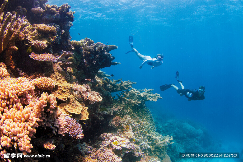 海底潜水者与多彩珊瑚